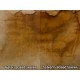 G-Stain Water Based Concrete Stain Concentrate