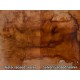 G-Stain Water Based Concrete Stain Concentrate